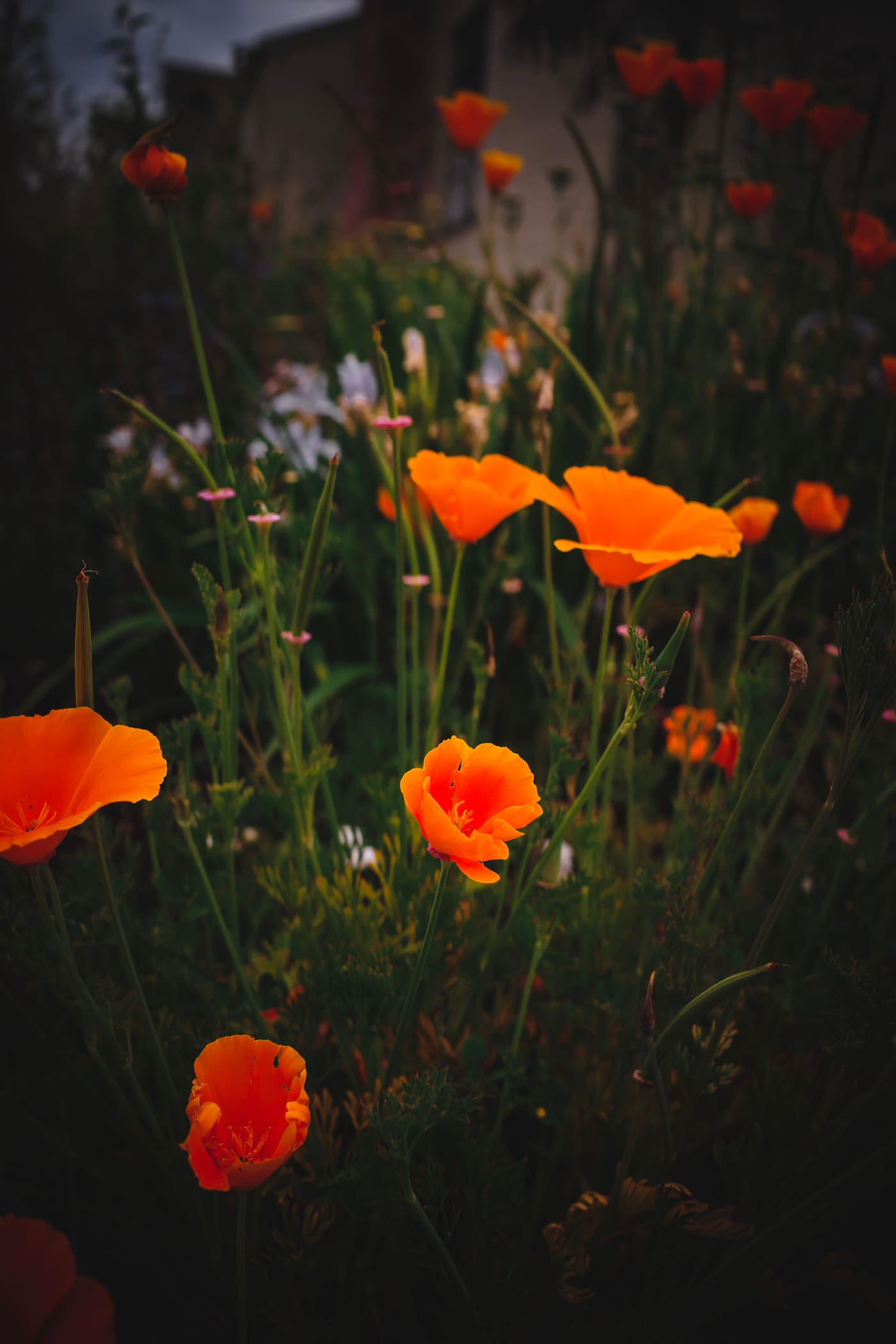 Orange California poppies glowing among dark green stems and pale wildflowers in a dim garden at dusk.