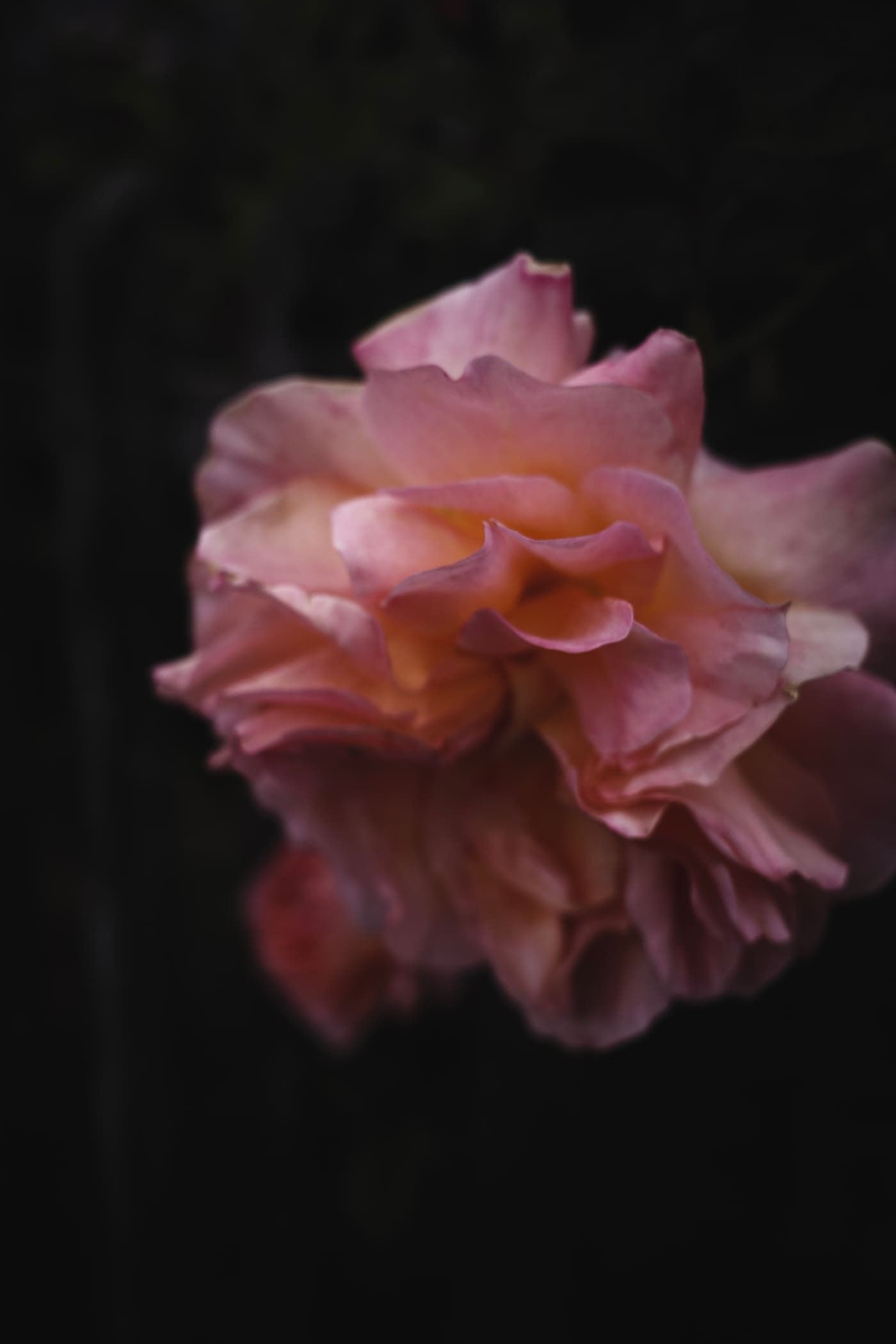 Soft-focus pink and apricot rose blossom lit dimly against a black background, petals fading into shadow.