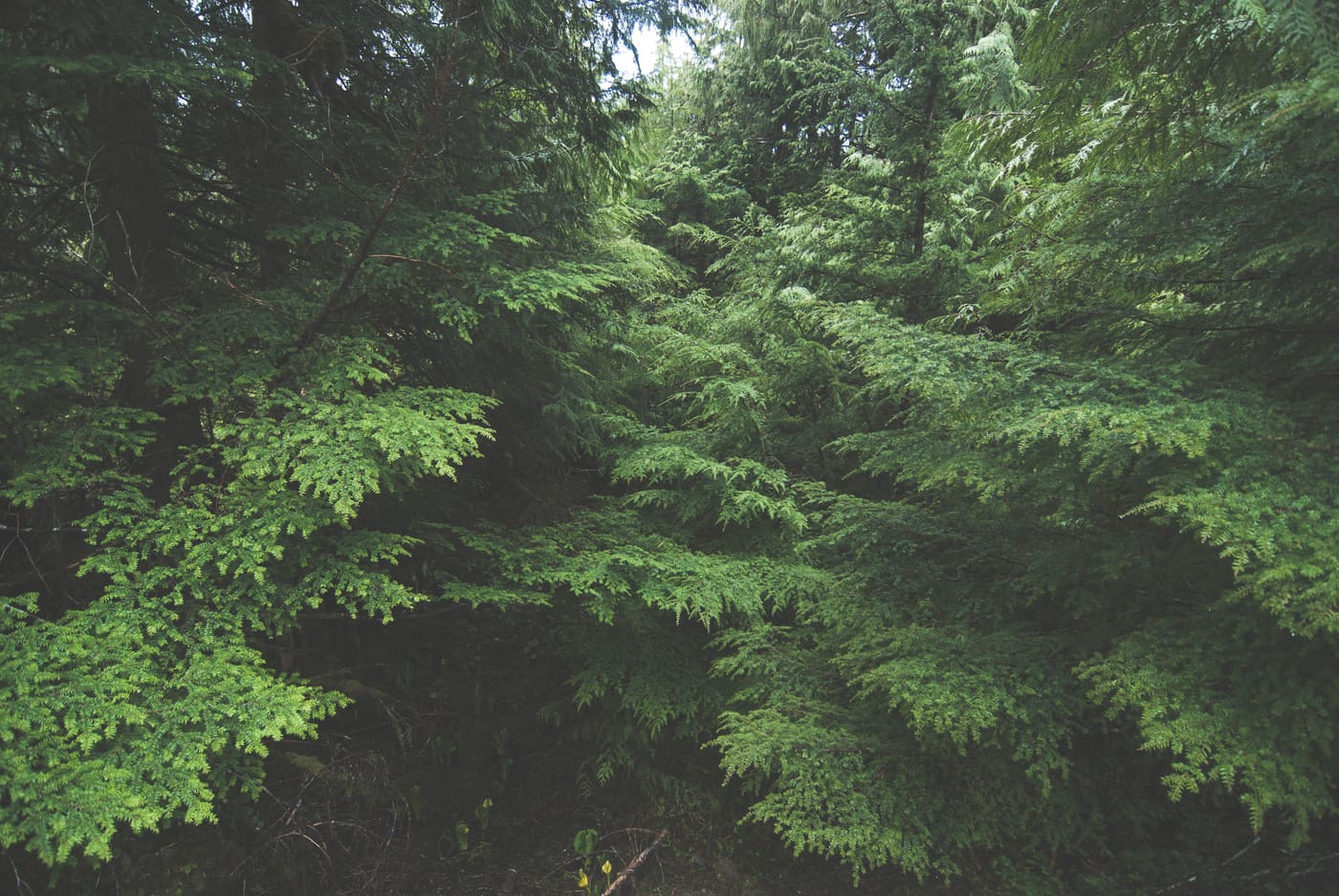 Dense conifer branches with layered feathery foliage fill the frame in soft green light beneath a shadowed forest canopy.