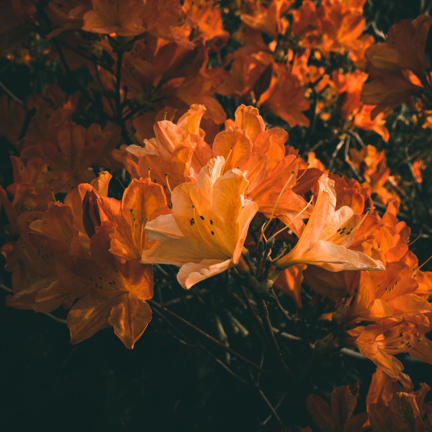 Photography by Sam Bloomberg-Rissman - IMG 0720