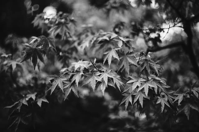 Photography by Sam Bloomberg-Rissman - S1002529