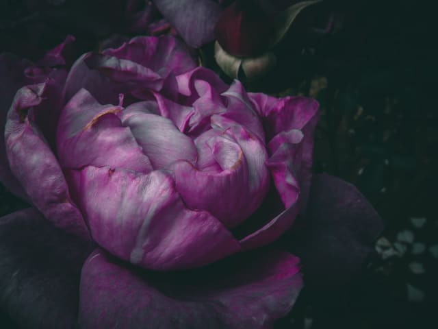 Photography by Sam Bloomberg-Rissman - S11 130 2502