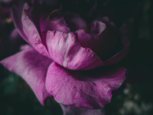 Photography by Sam Bloomberg-Rissman - S11 130 2504