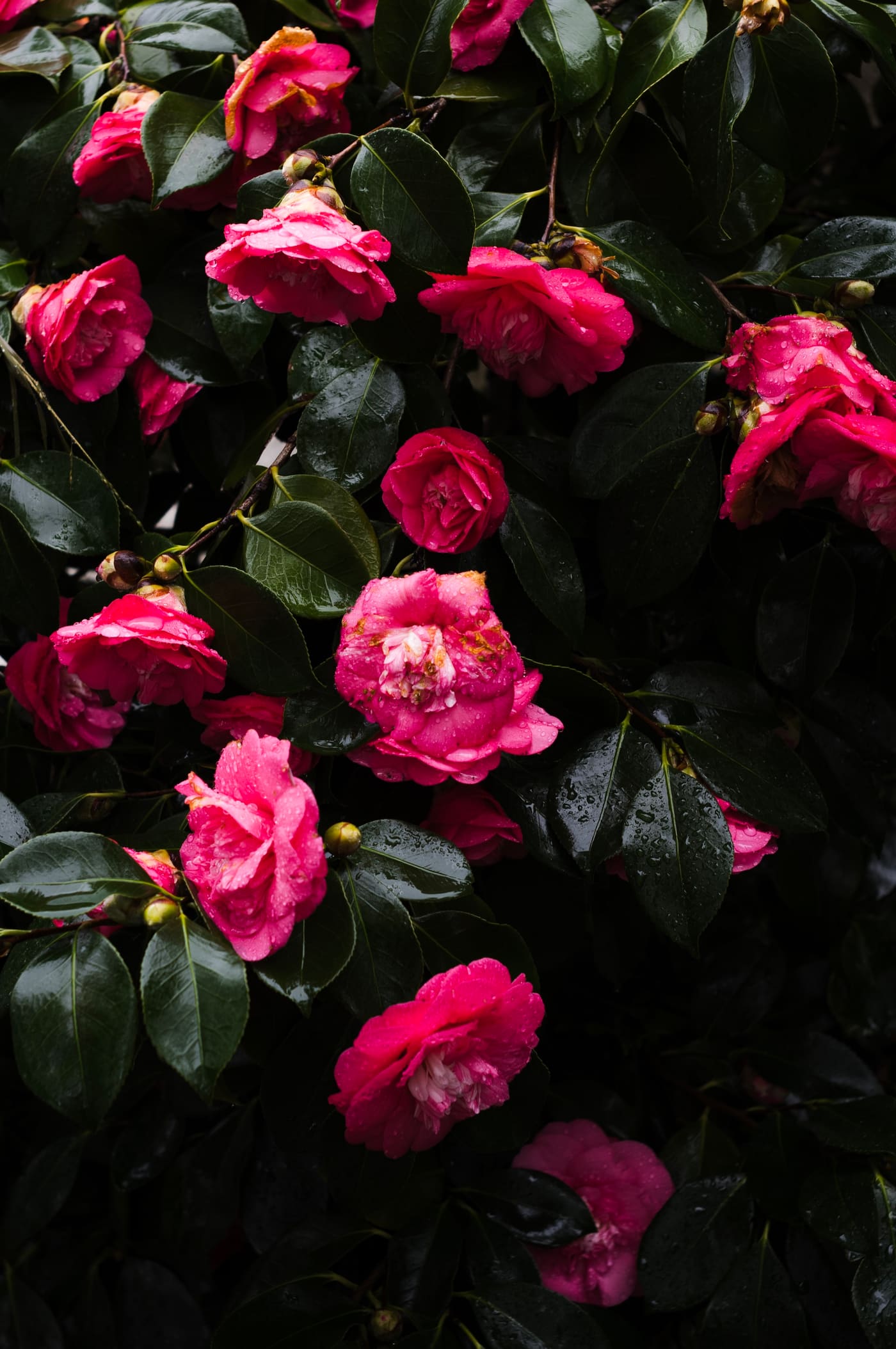 Photography by Sam Bloomberg-Rissman - S2409505