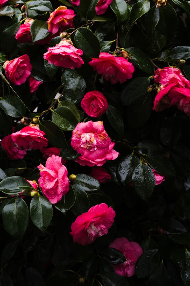 Photography by Sam Bloomberg-Rissman - S2409505