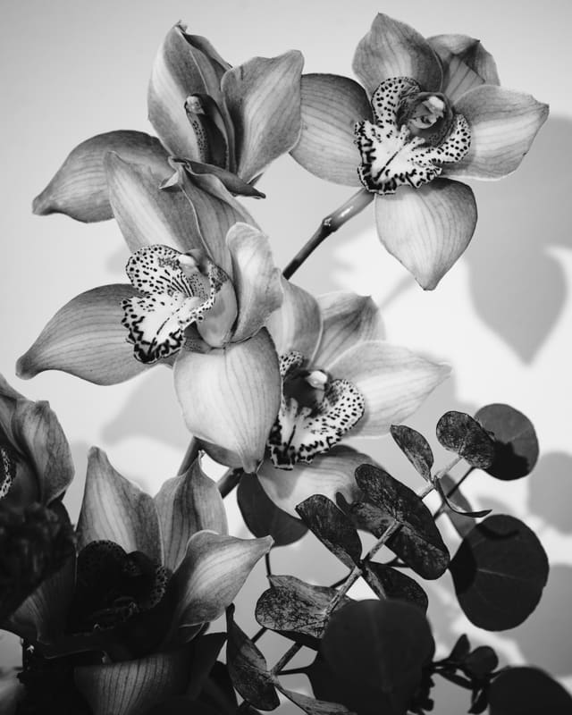 Photography by Sam Bloomberg-Rissman - S2509532