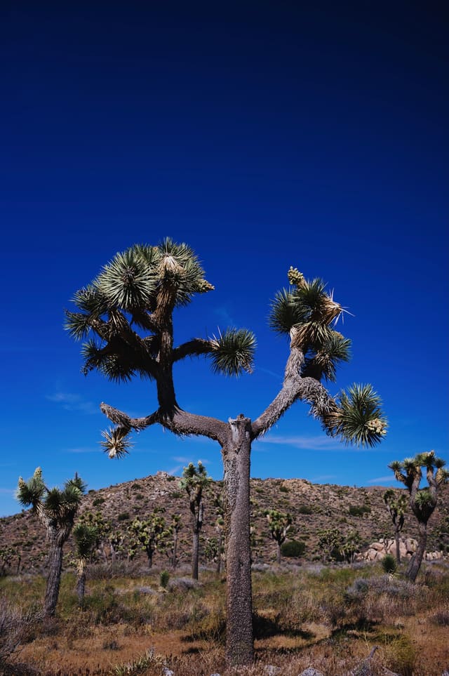 Photography by Sam Bloomberg-Rissman - S2604676