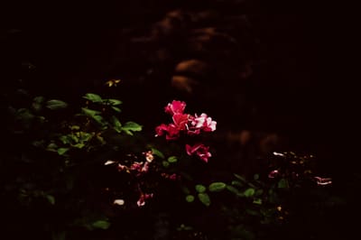 A cluster of pink and crimson roses lit by a narrow shaft of light against deep shadow and dark foliage.
