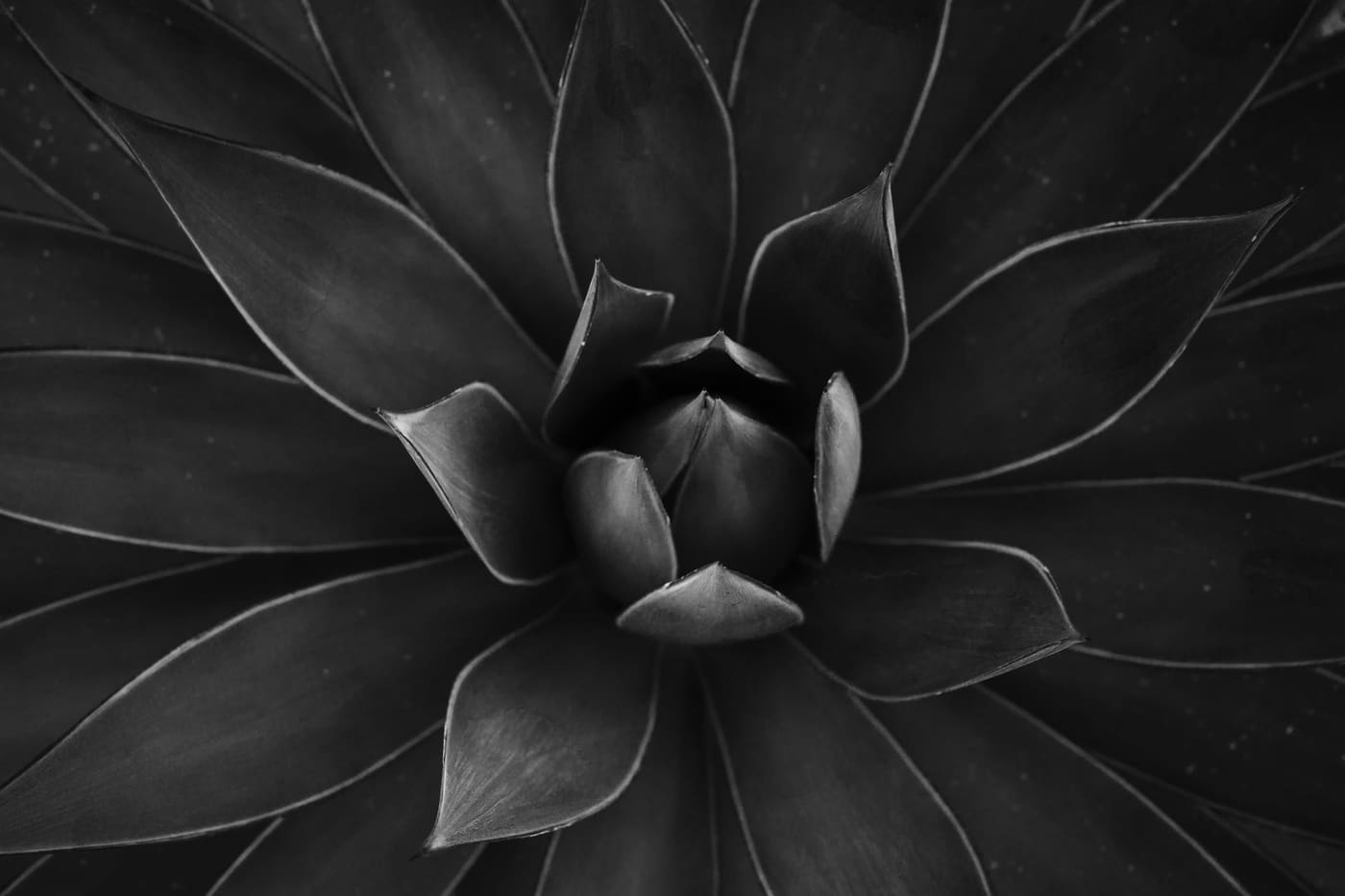 Photography by Sam Bloomberg-Rissman - S3000080