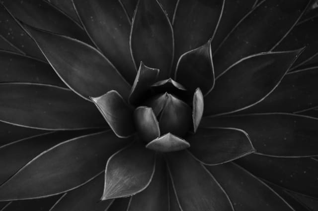 Photography by Sam Bloomberg-Rissman - S3000080