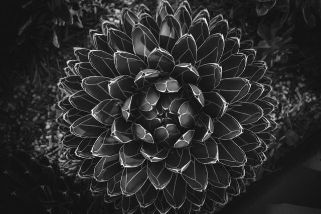 Photography by Sam Bloomberg-Rissman - S3000309