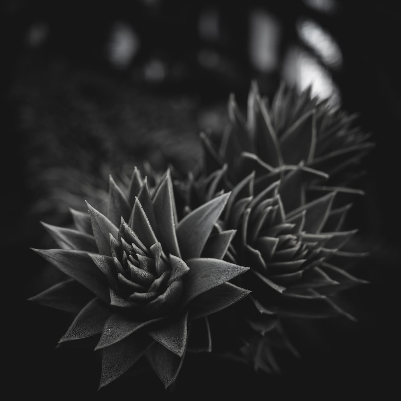 Photography by Sam Bloomberg-Rissman - S3000320