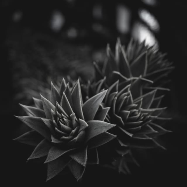 Photography by Sam Bloomberg-Rissman - S3000320