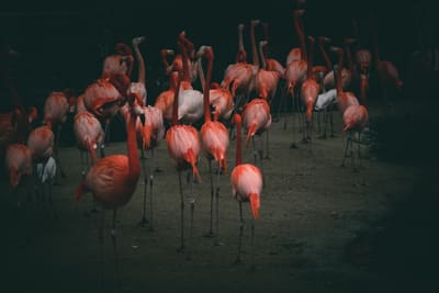 A dense flock of pink flamingos standing on pale sand against deep shadow, necks curved and heads tucked low.