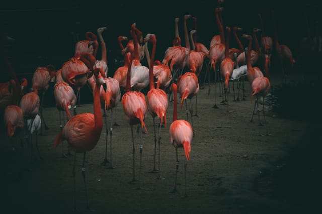 A dense flock of pink flamingos standing on pale sand against deep shadow, necks curved and heads tucked low.