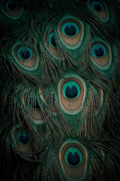 Close-up of overlapping peacock tail feathers, their blue-green eyespots glowing against dark barbs.