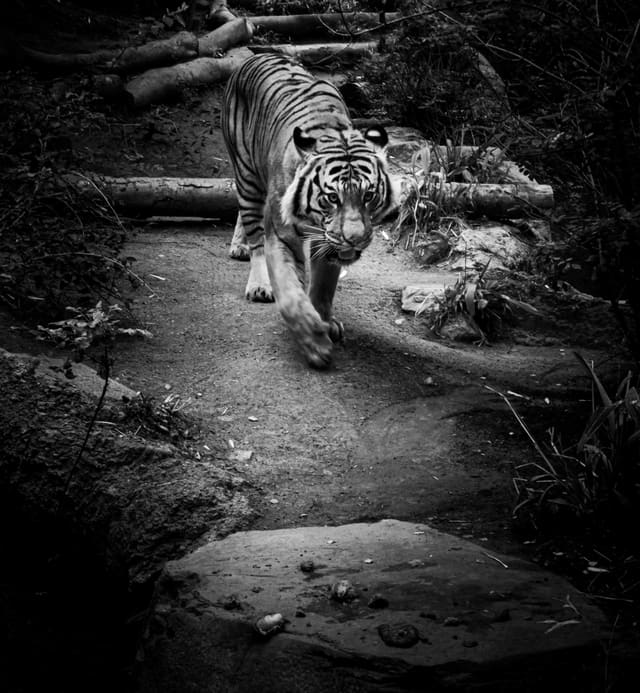 Black and white photograph of a tiger walking straight toward the camera down a dirt path between fallen logs and dark foliage.