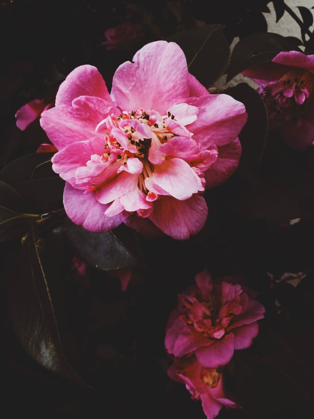 Pink camellia bloom with ruffled petals and dark stamens, glowing against deep shadowed foliage and dim second flower below.