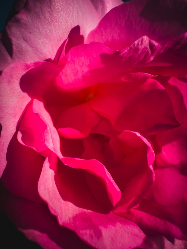 Extreme close-up of a pink rose's layered petals, lit by raking light with deep shadows at the edges.