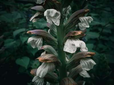 Tall flower spike with white hooded blooms and purple-brown bracts against dark green foliage in low light.