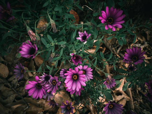 Overhead view of magenta and purple daisy-like flowers with dark centers among green leaves and dry brown leaf litter.