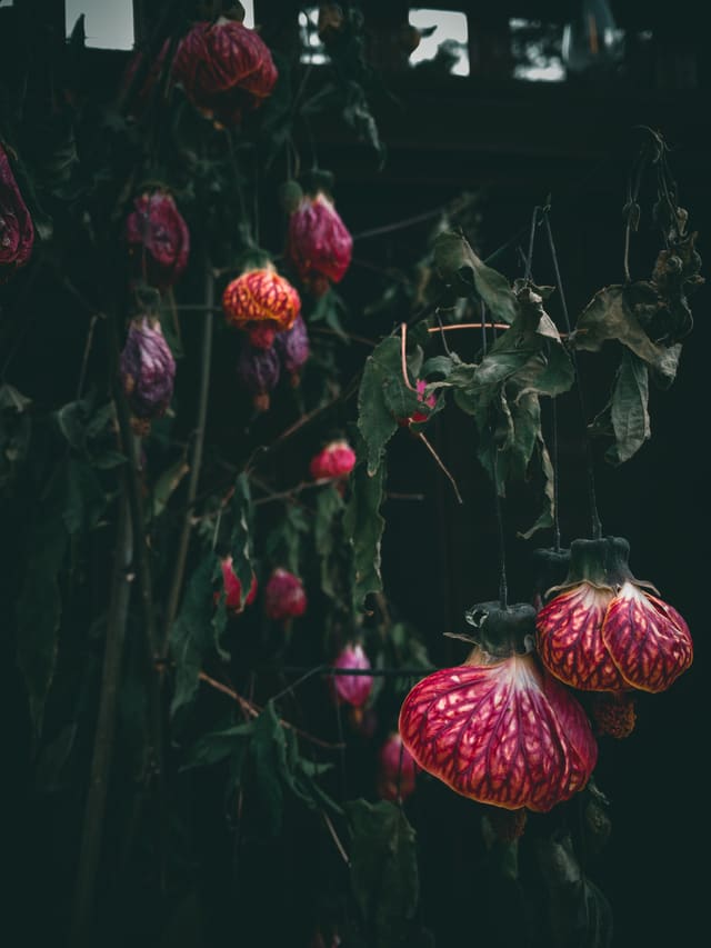 Pendulous red-veined bell flowers hang among dark green leaves in deep shade, with faint light behind.