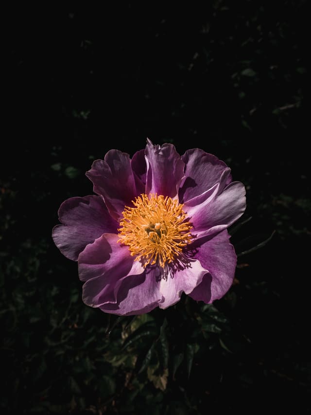 Single purple peony with a dense golden stamen center, lit dramatically against a near-black background.