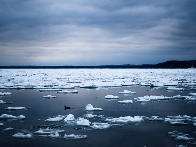 A single duck swims through dark water scattered with broken ice floes under a heavy grey-blue winter sky.