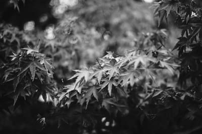 Black and white close-up of layered maple leaves against a blurred canopy with round bokeh highlights behind.