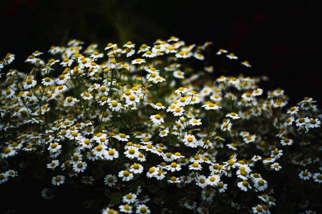 A dense mass of small white daisy-like flowers with yellow centers glowing against a black background.