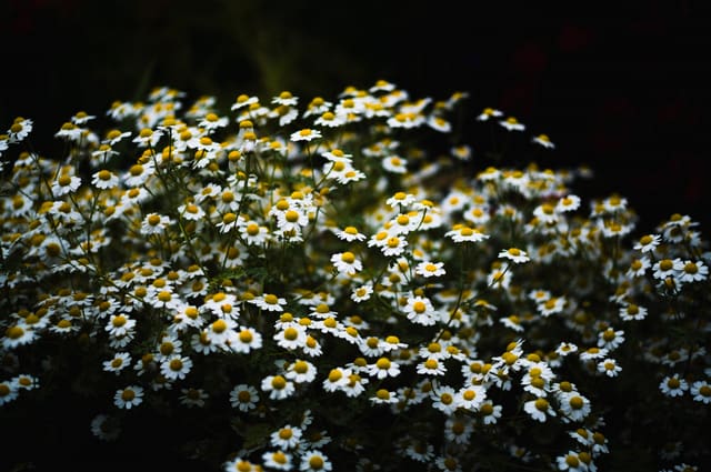 A dense mass of small white daisy-like flowers with yellow centers glowing against a black background.