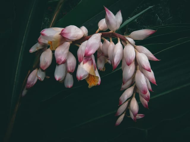 Drooping cluster of pink-tipped white ginger buds and yellow-throated blooms against a dark green leaf.