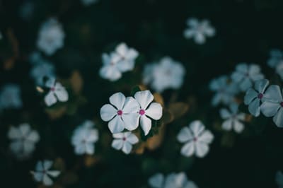 Two white five-petaled flowers with pink centers sharp against a dark green field of blurred blooms.
