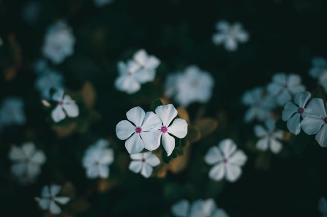 Two white five-petaled flowers with pink centers sharp against a dark green field of blurred blooms.