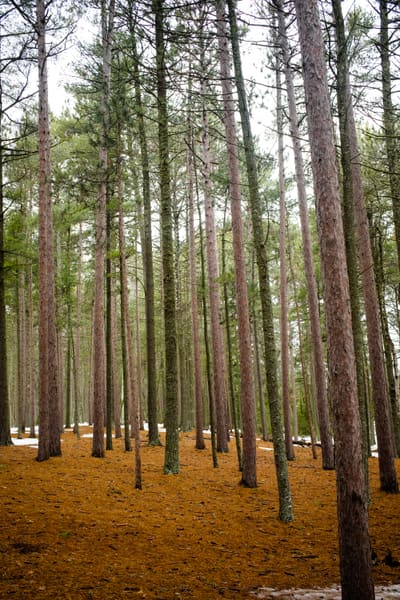 Dense stand of tall straight pine trunks over a rust-orange needle floor with patches of snow behind.