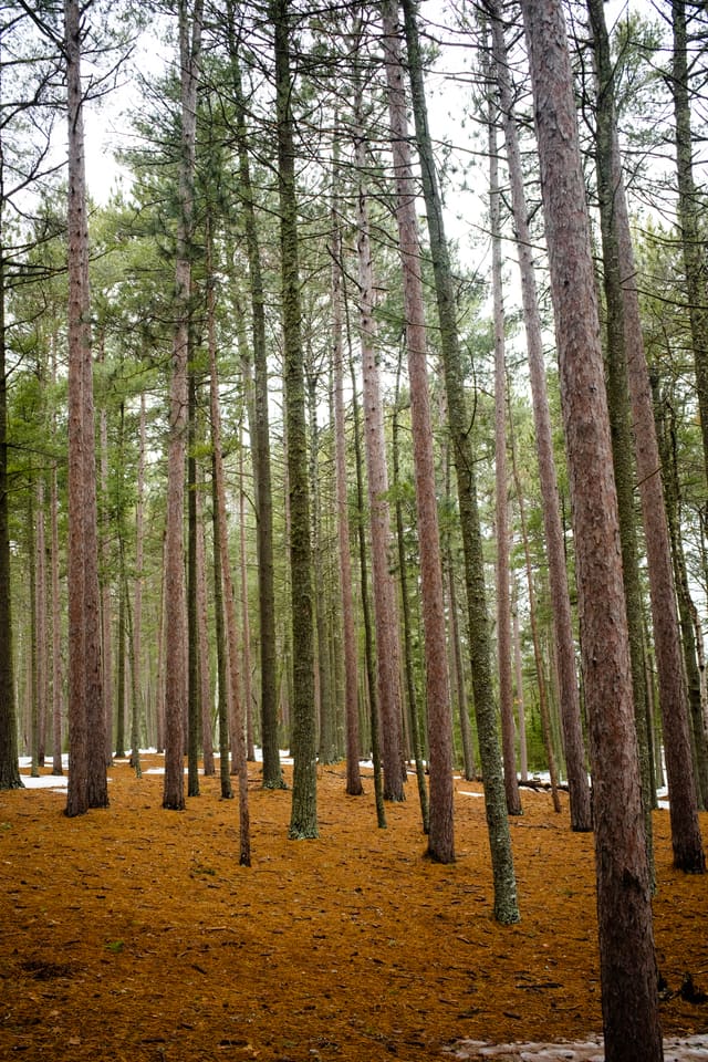 Dense stand of tall straight pine trunks over a rust-orange needle floor with patches of snow behind.