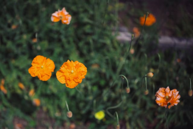 Two bright orange ruffled poppies in sharp focus against a dark, blurred green garden of buds and foliage.
