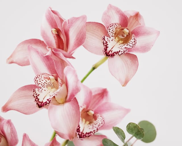 Close-up of pink cymbidium orchids with crimson-speckled white lips on a green stem against a pale background.