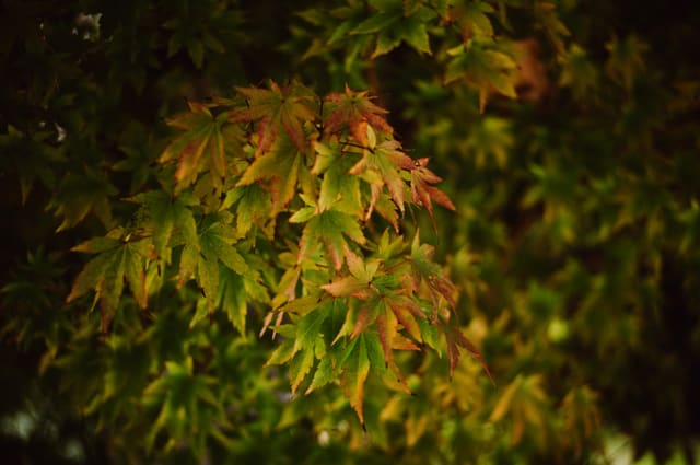 Cluster of green and rust-red maple leaves lit softly against a dark, blurred background of foliage.