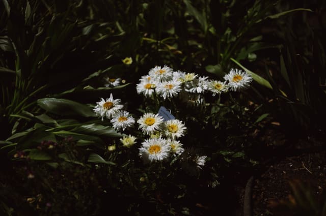 Cluster of white daisies with yellow centres lit in a shaft of sun against dark garden foliage.