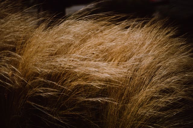 Dense field of golden dry ornamental grasses bending in the wind, lit warmly against deep shadow.