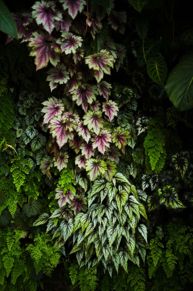 Dense living wall of silver-veined and plum-purple begonia leaves with ferns, lit from above against deep shade.