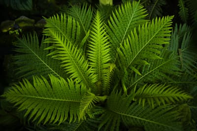 Overhead view of overlapping bright green fern fronds radiating outward against deep shadow.
