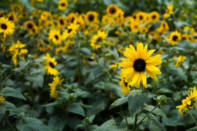 A single yellow sunflower with dark center stands sharp against a blurred field of sunflowers and green leaves.