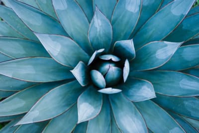 Overhead close-up of a blue-green agave rosette, its pointed leaves spiralling out from a tight centre.