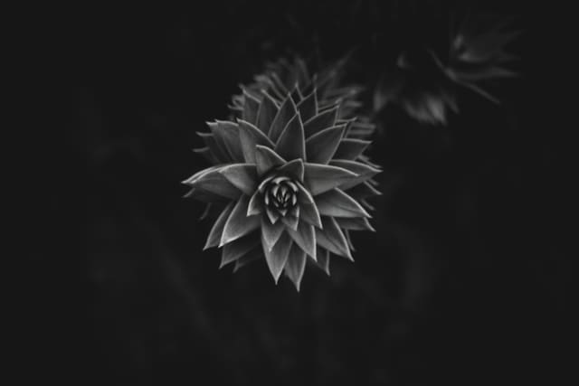 Black and white close-up of a spiralling succulent rosette emerging from deep shadow, its pointed leaves lit from above