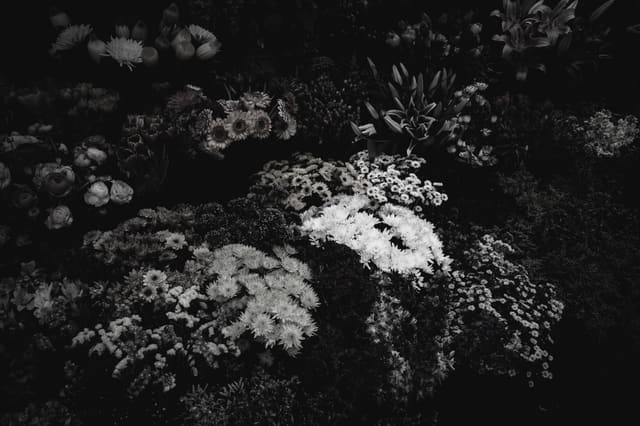 Black and white flower market stall where a cluster of pale chrysanthemums and daisies glows against deep shadow.