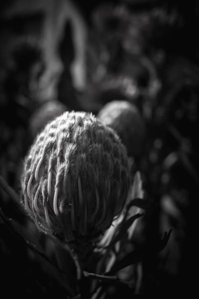 Black and white close-up of a bristled protea-like flower bud with curling filaments, lit from the left against darkness