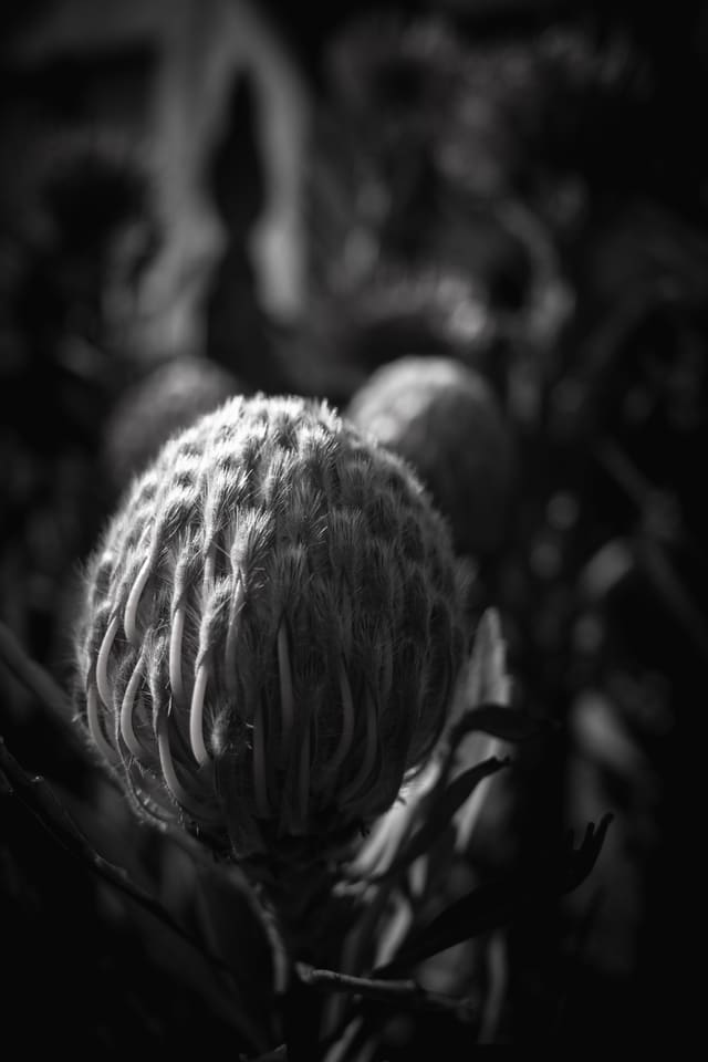 Black and white close-up of a bristled protea-like flower bud with curling filaments, lit from the left against darkness
