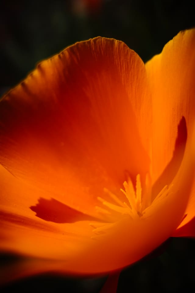 Extreme close-up of a backlit orange poppy, its cupped petals glowing against a dark background with yellow stamens at center